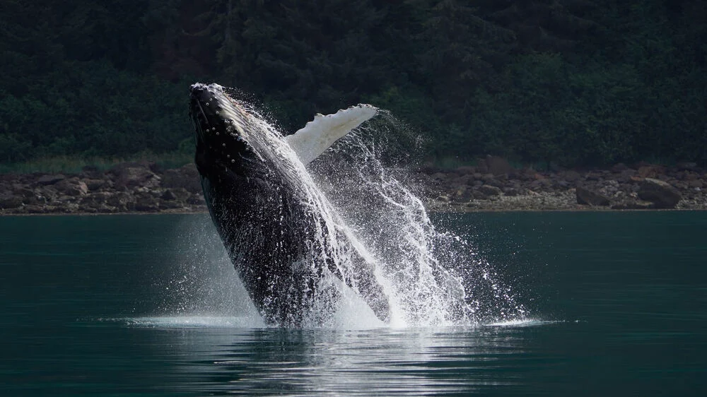 Sony A6600 18-135 mm Appareil photo hybride UHD 4K30p OLED XGA 4D ILCE-6600M (4548736108653) 27 Appareil photo Sony A6600 18-135 mm Maroc Sony A6600 Maroc ILCE-6600M Maroc 4548736108653 Maroc Appareil photo hybride Maroc, Sony A6600 18-135 mm il est équipé d'un capteur CMOS Exmor 24,2 MP au format APS-C, repensé, offre une qualité d'image fluide et nuancée, avec un bruit minimal et une sensibilité élevée de 100 à 32 000 ISO, extensible jusqu'à 102 400 ISO pour les prises de vue en basse lumière.