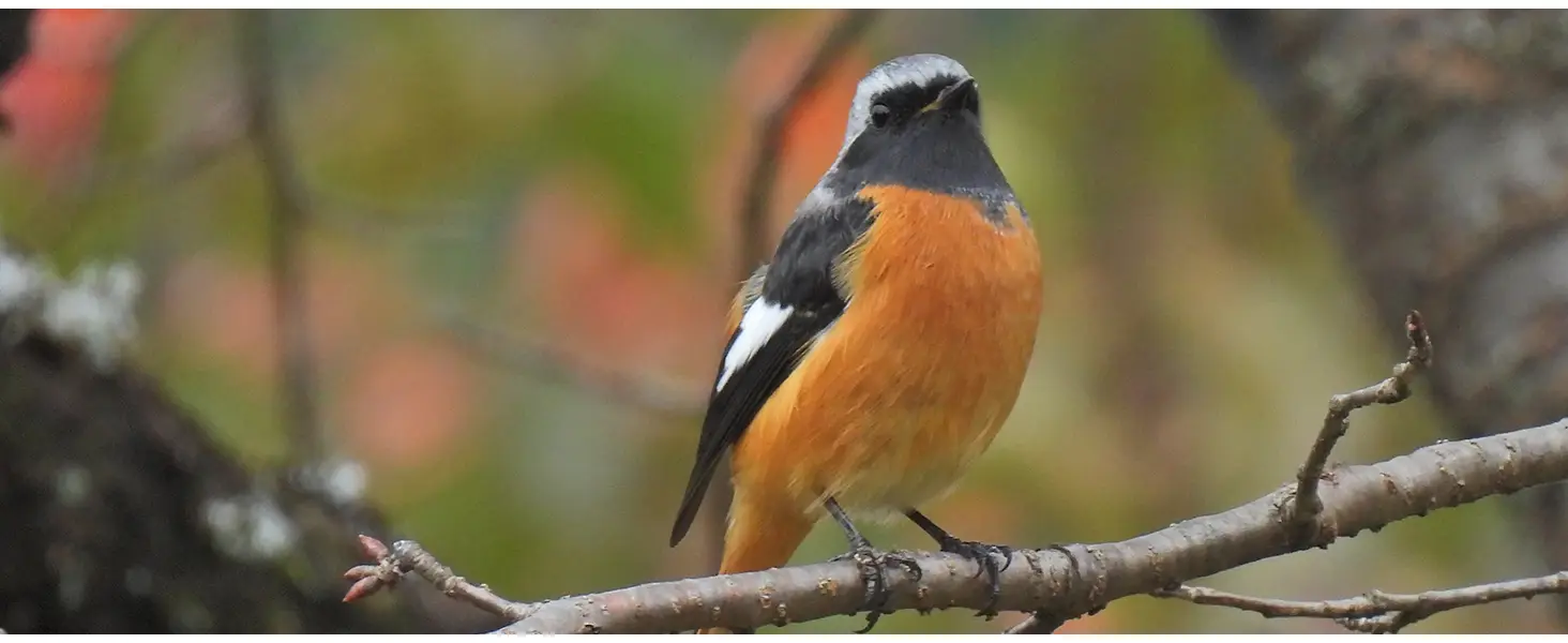 Nikon COOLPIX P950 Appareil photo numérique CMOS BSI 16MP 4K UHD 2160p (4960759912886) 29 Nikon Appareil photo numérique Maroc Nikon COOLPIX P950 Maroc 4960759912886 Maroc Appareil photo Canon Maroc, Le Nikon COOLPIX P950 enregistre des vidéos 4K UHD/30p de haute qualité sur toute sa plage de zoom, de 24 mm à 2000 mm. En mode vidéo manuel, vous contrôlez entièrement l'exposition et l'ouverture pour des images fidèles à vos attentes