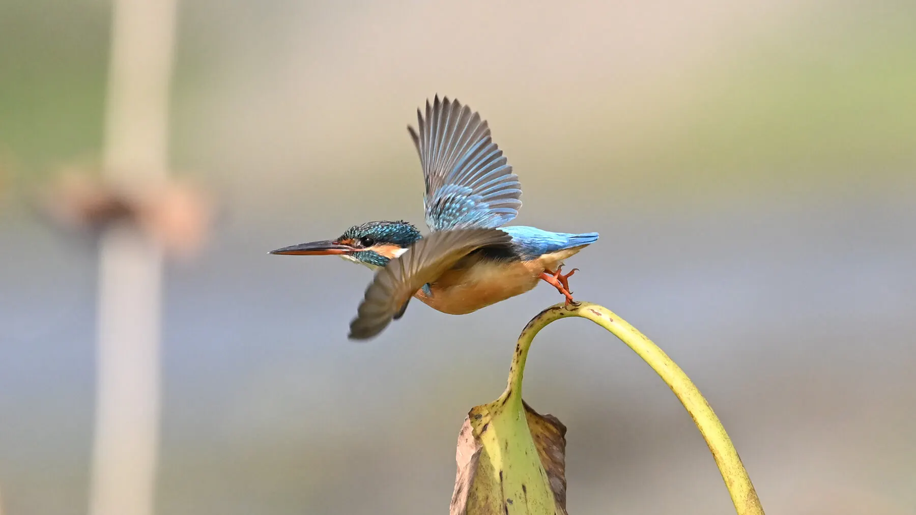 Camera Nikon Appareil photo Nikon Z6 III Maroc 4960759916501 Maroc Appareil photo hybride Nikon Z6 III Maroc, Le Nikon Z6 III est capable de capturer des formats de RAW N-RAW N-RAW 6K / 60P 12 kit / 60p et 6k / 30p, ainsi que des formats vidéo PRORES 422 et H.265 10 bits